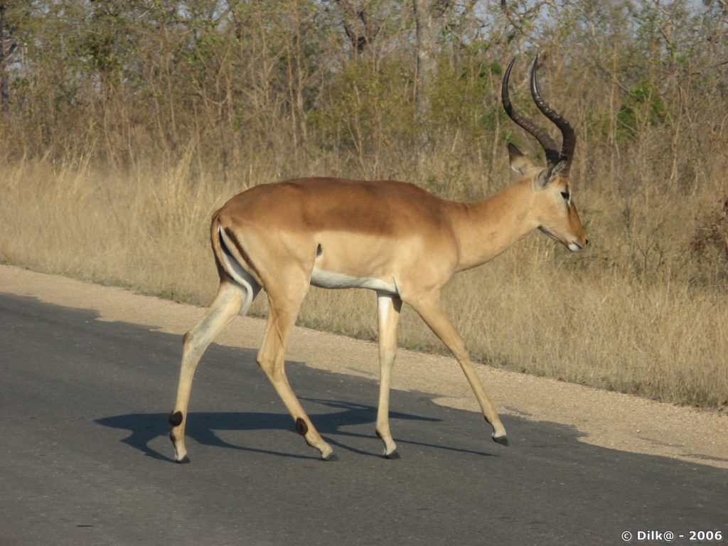Un impala qui traverse tranquillement la route