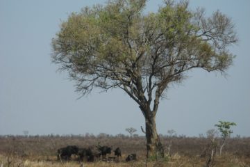 Zébus dans le Parc Kruger