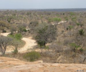 La savane du Parc Kruger