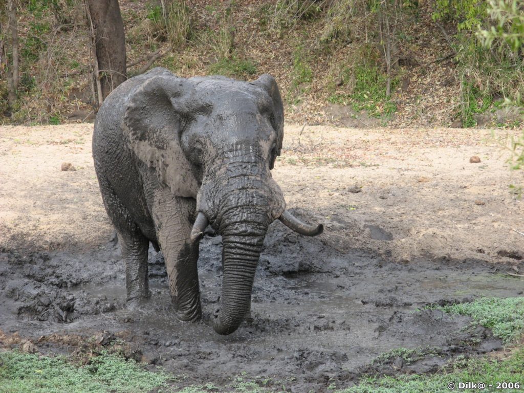 L'éléphant dans son bain de boue