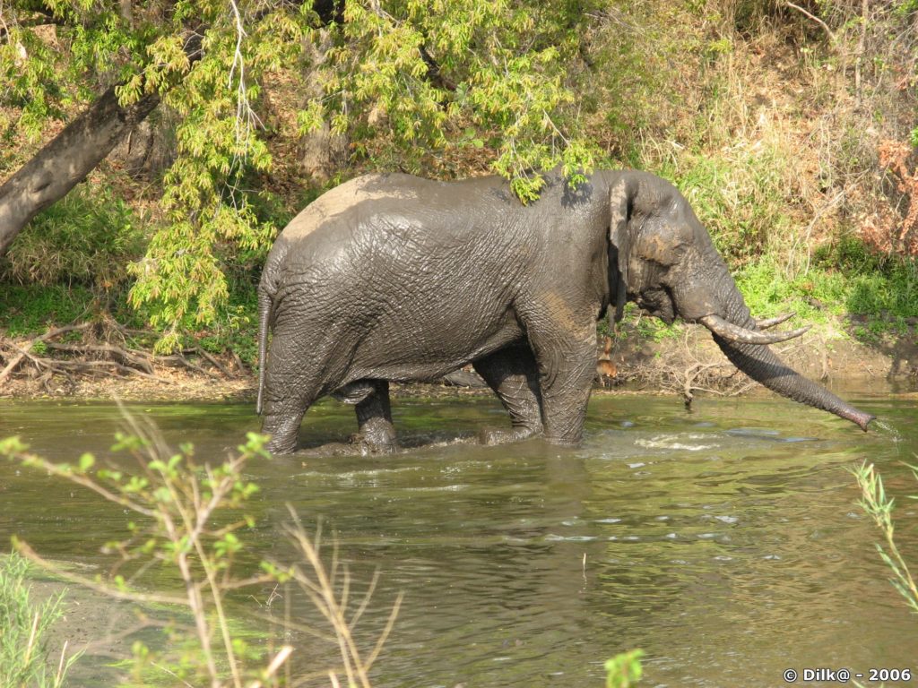 L'éléphant va au bain