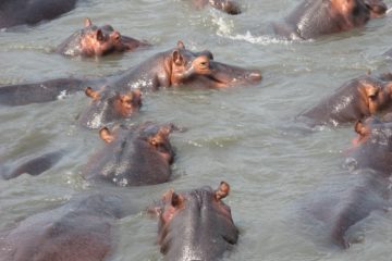 Hypopotames sur Santa Lucia