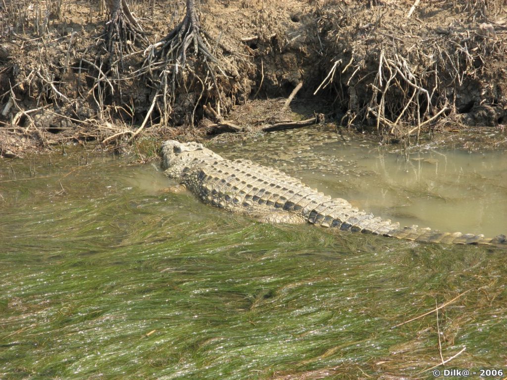 Crocodile dans Santa Lucia