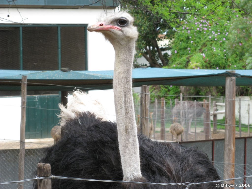 Ostrich Farm (ferme d'élevage d'autruches)