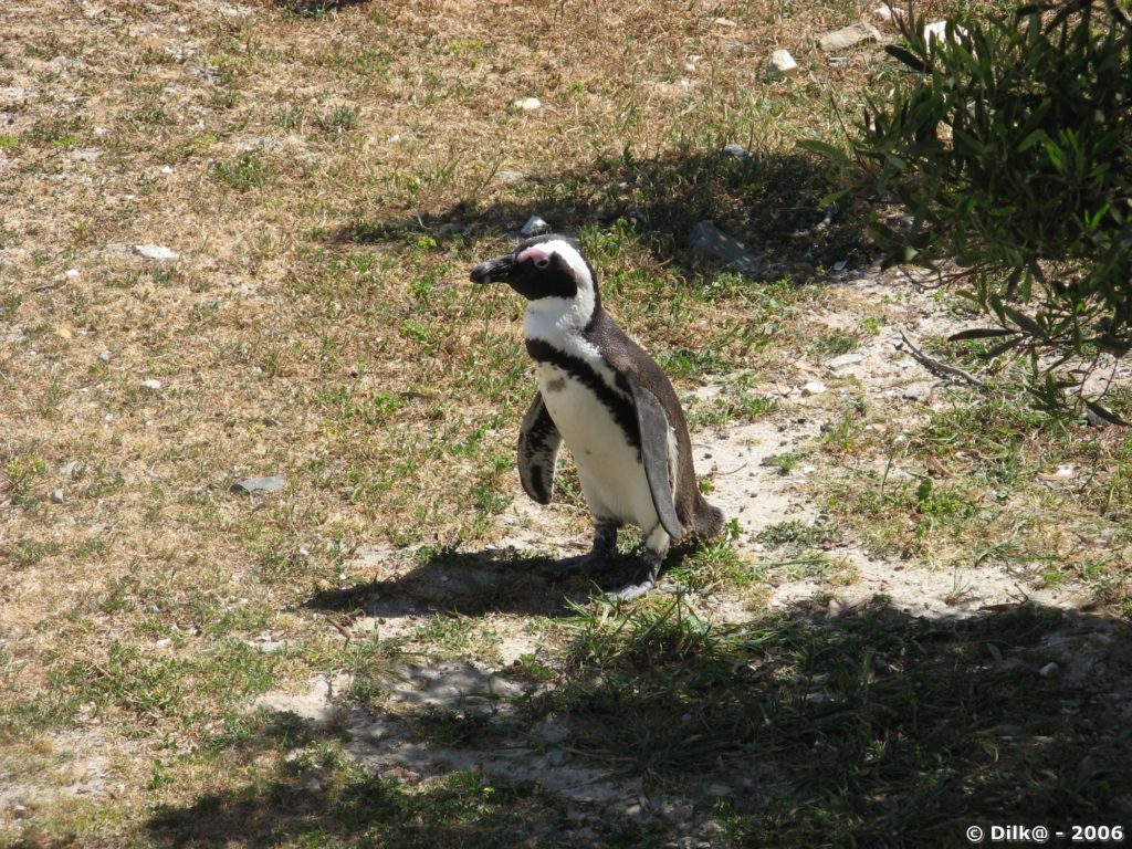 Pingouins du Cap sur Robben Island