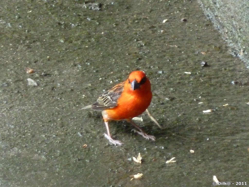 le cardinal de Madagascar