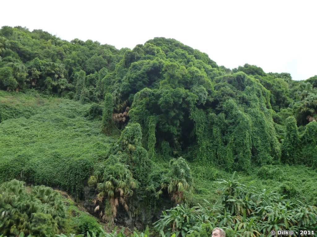 la végétation est très dense autour de la cascade