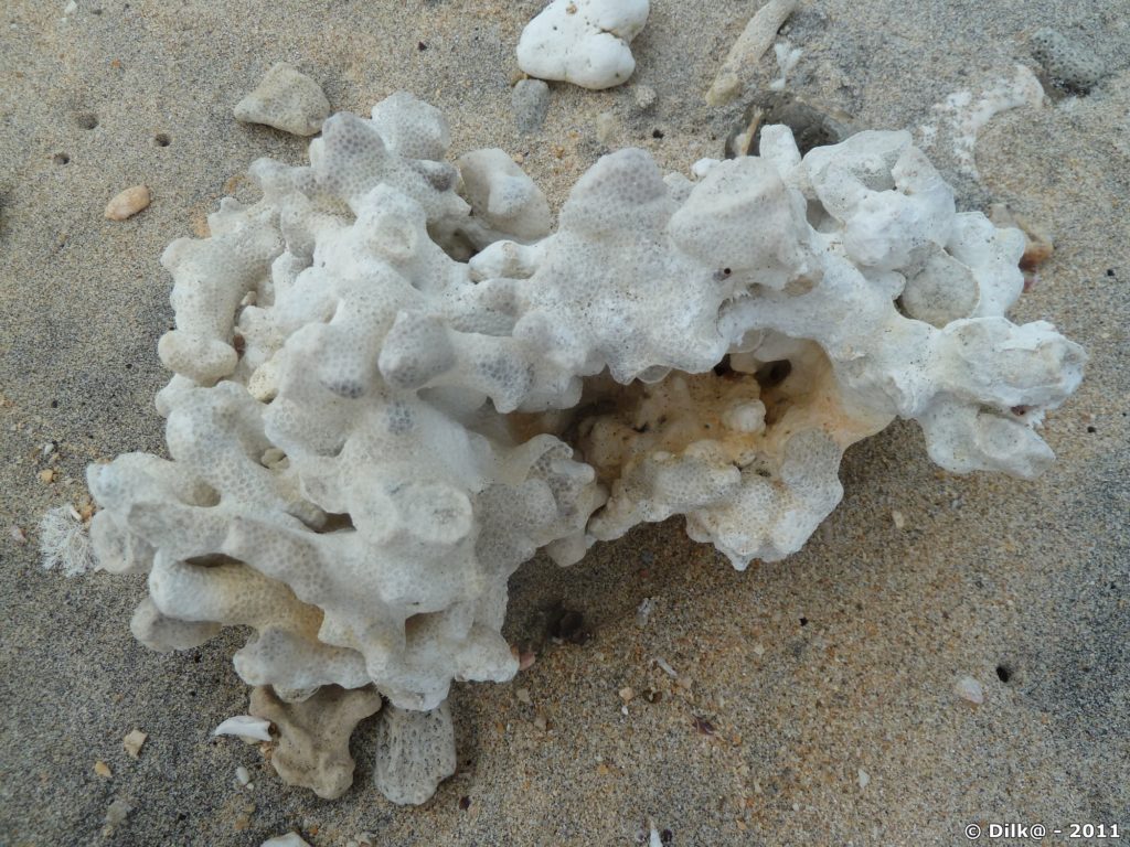 corail mort échoué sur la plage de la plage du Trou d'Eau