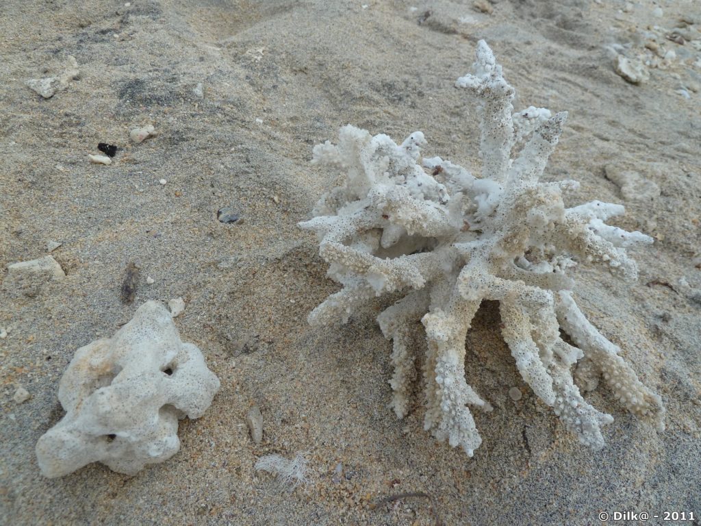 corail mort échoué sur la plage de la plage du Trou d'Eau