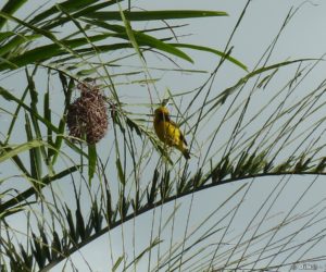 les oiseaux jaunes, les béliers, et leur nid en boule