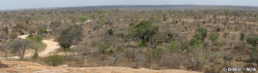 La savane du Parc Kruger