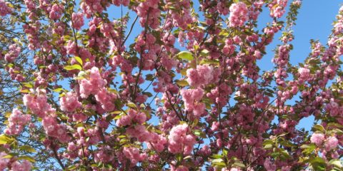 Arbre fleuri... signe du printemps