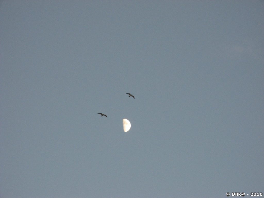 La lune et les goélands