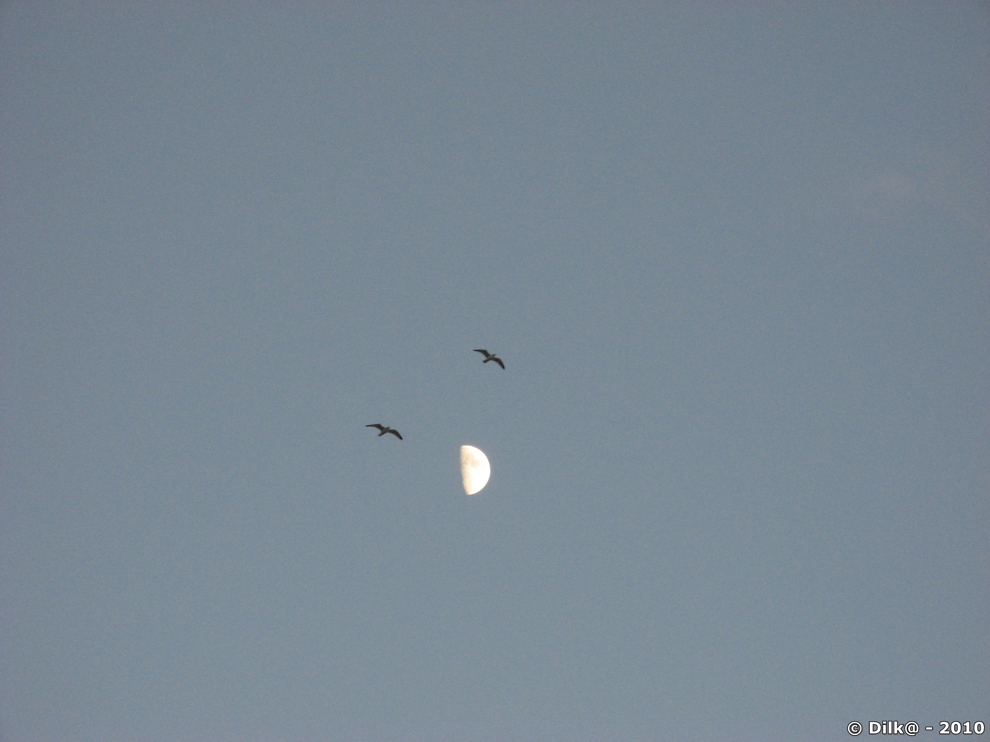 La lune et les goélands