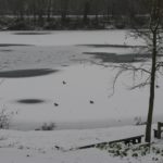 Danse de canards sur étang gelé