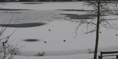 Danse de canards sur étang gelé
