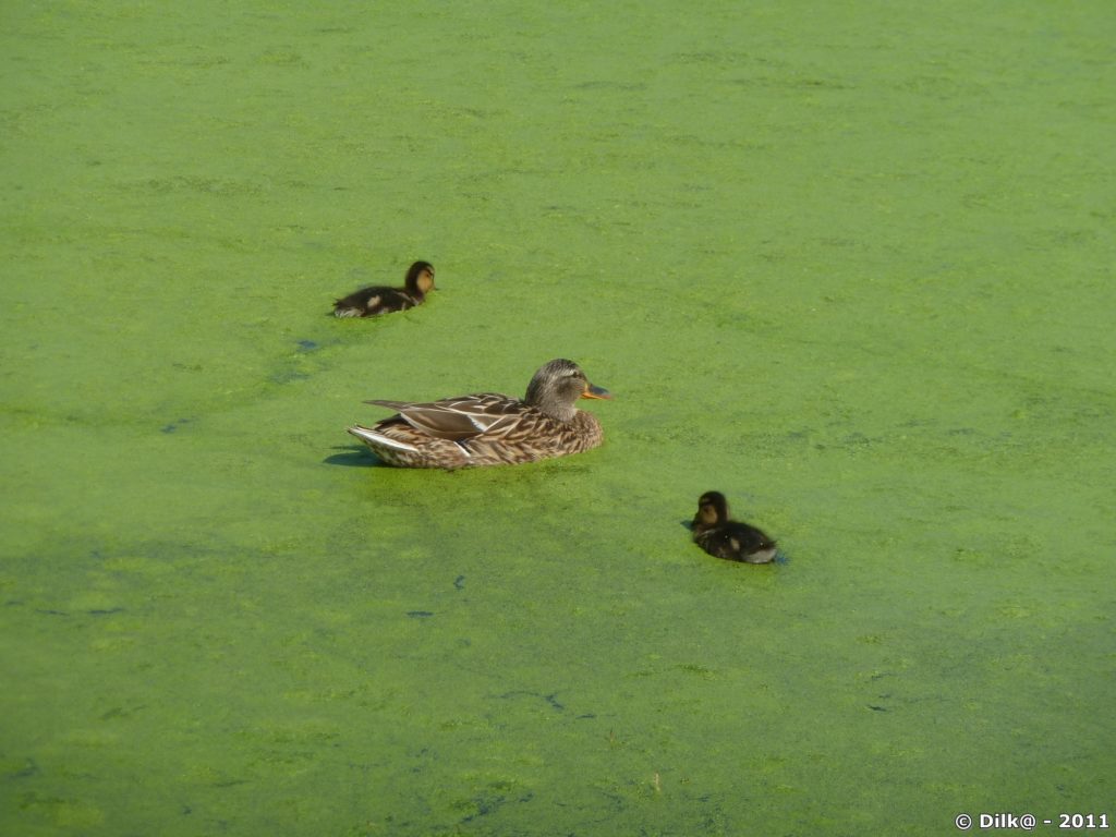 Famille de canards