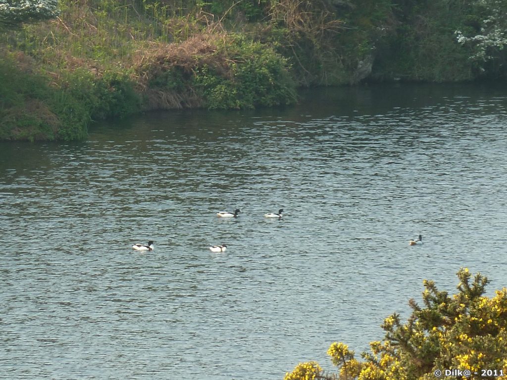 Canards sur le lac de retenue du barrage