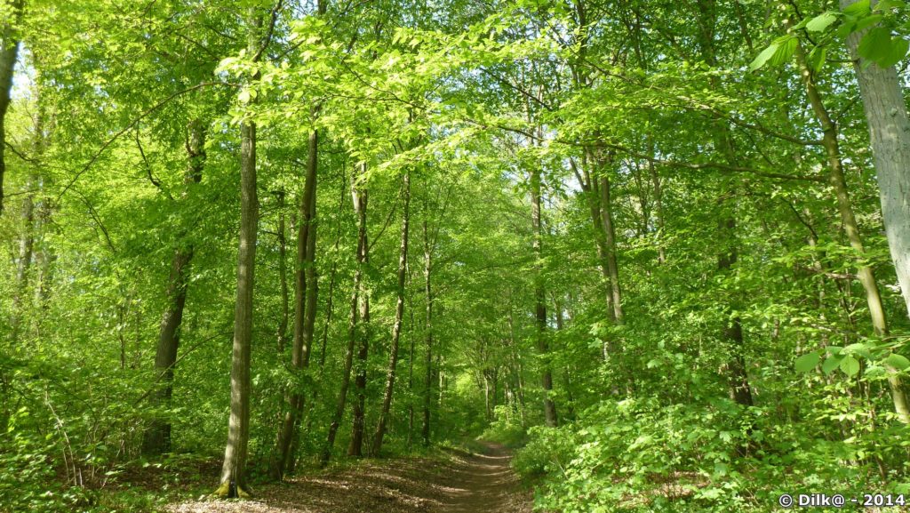 Forêt de Chantilly