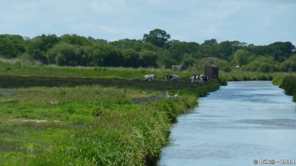 Les vaches et les grandes aigrettes dans le marais