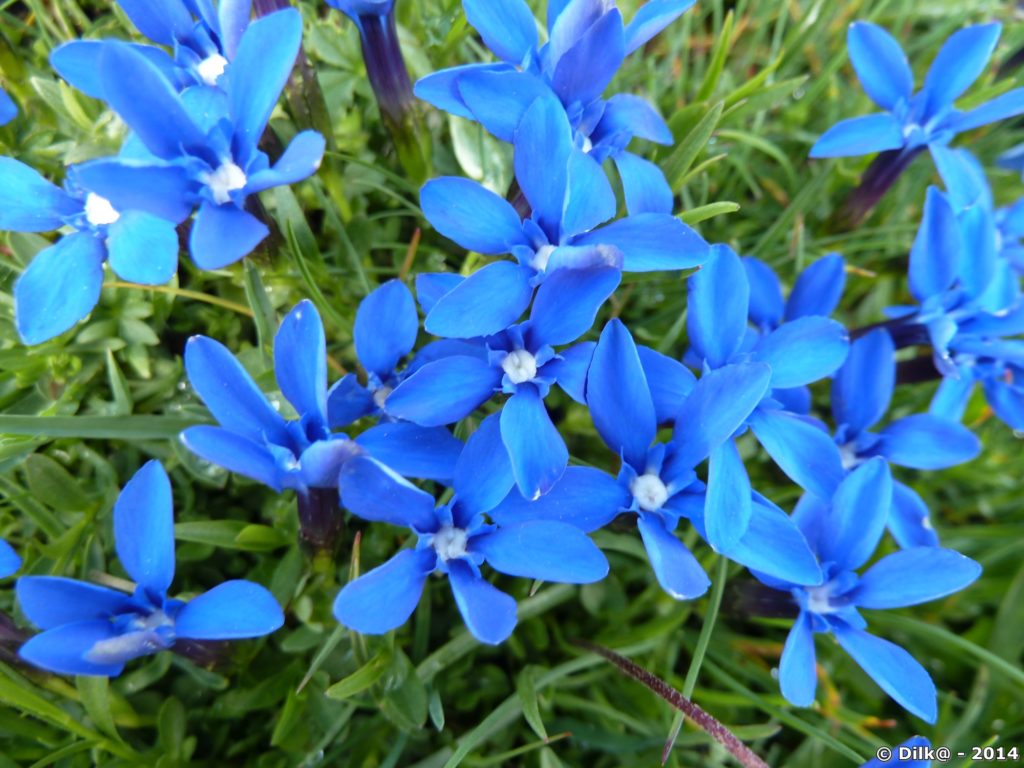 Fleur de Vanoise
