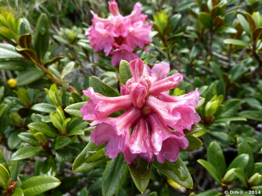 Fleur de rhododendron