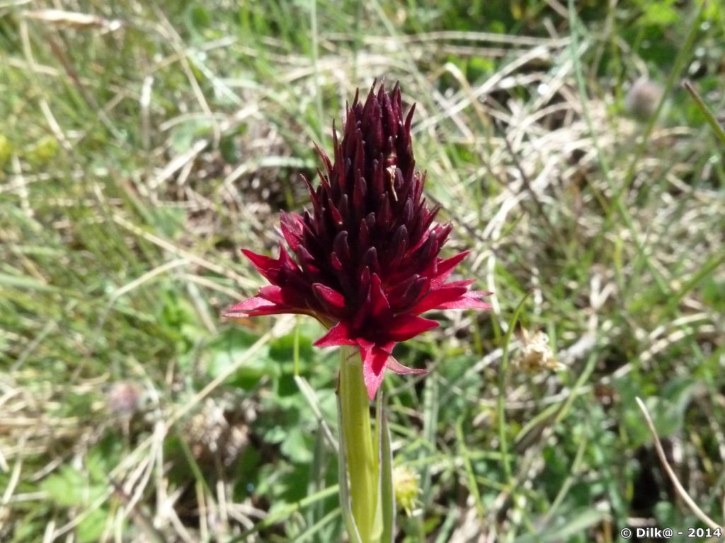 Fleur de la Vanoise