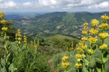 La vallée de la Jordanne et les gentianes