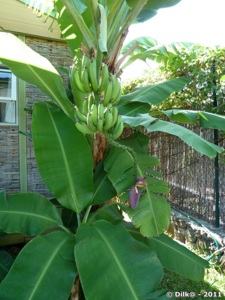 Bananier dans le jardin