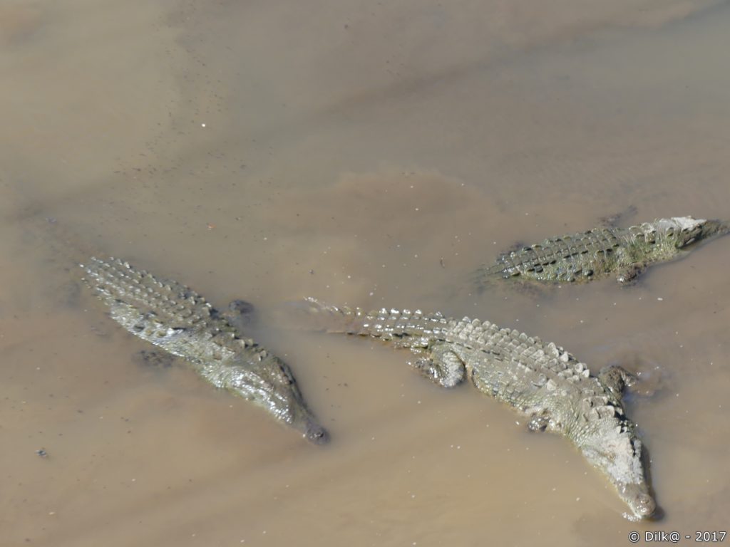 crocodiles dans la rivière Tarcolès