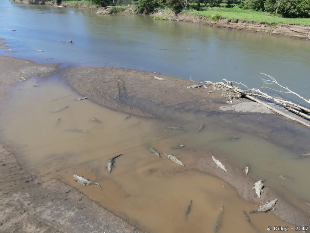 la rivière Tarcolès et ses gigantesques crocodiles