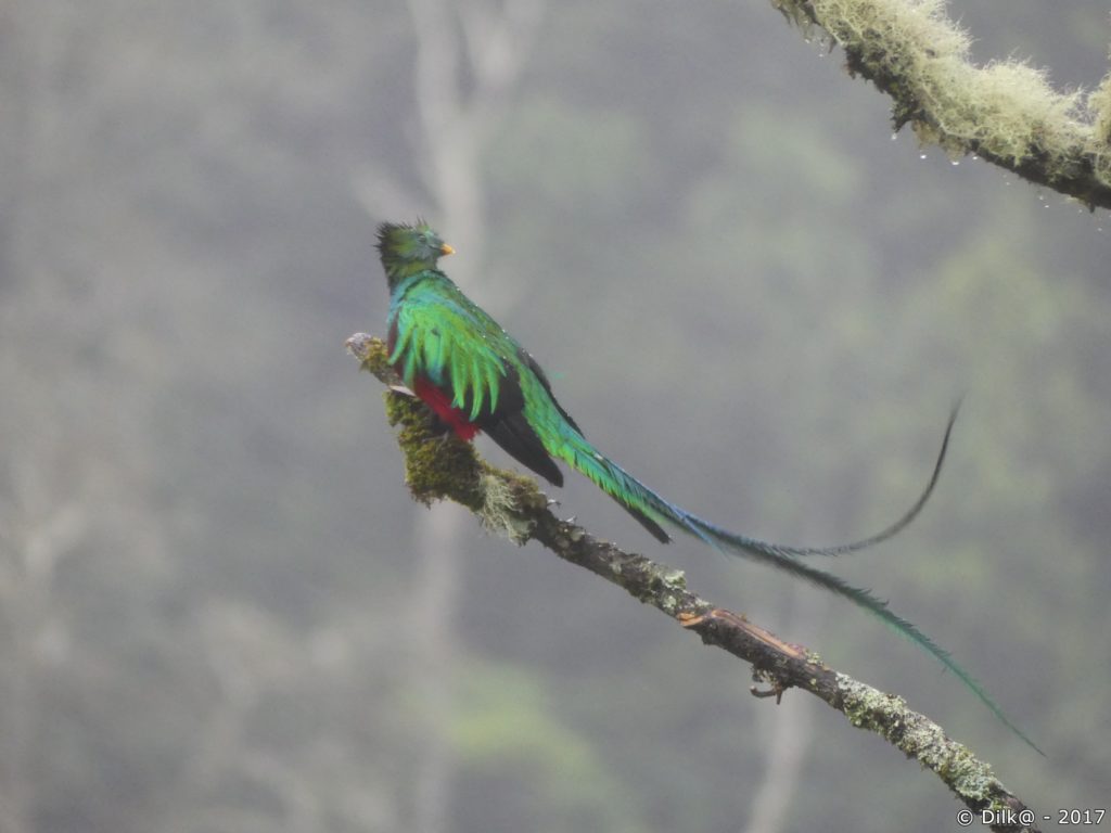 quetzal mâle