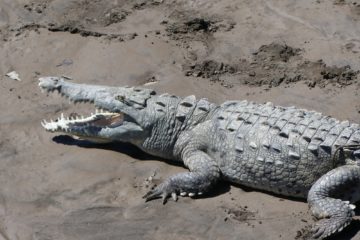 Crocodile se prélassant au soleil sur un banc de sable