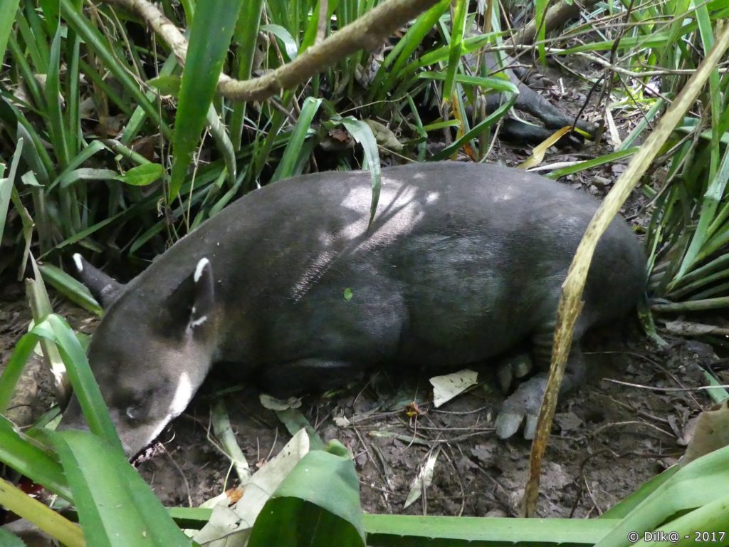 tapir et son petit