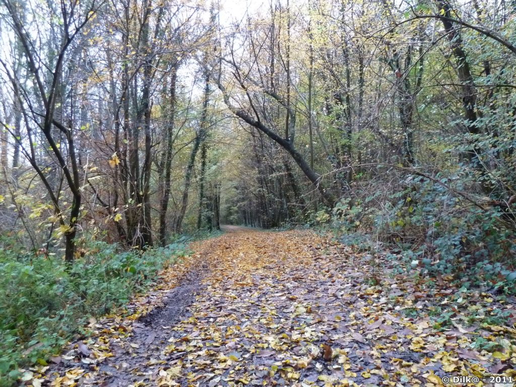La forêt aux couleurs d'automne