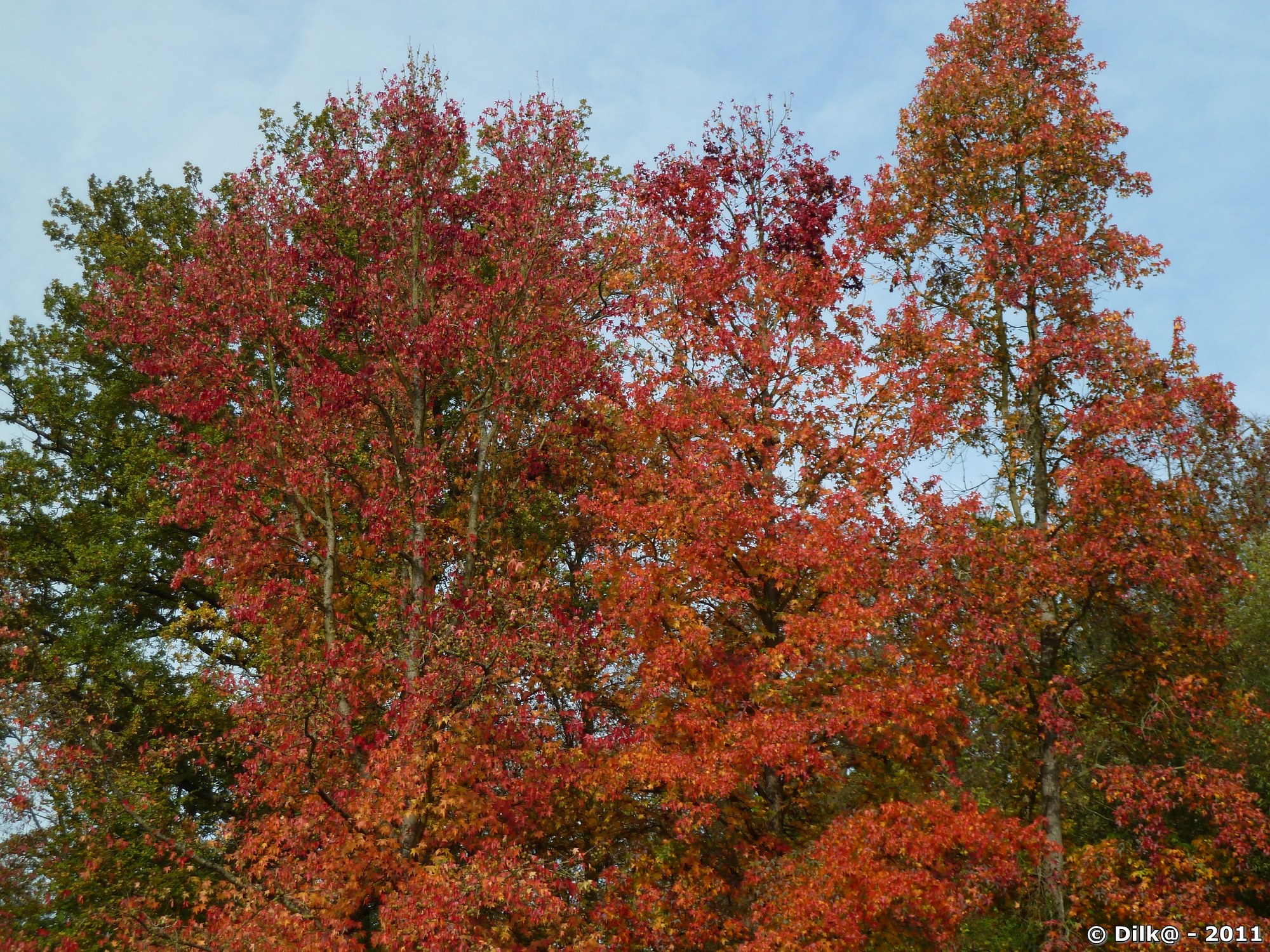 L'arbre aux couleurs rouge en automne