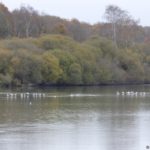 Beaucoup d'oiseaux nichent sur les étangs de Hollande