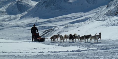 Passage des chiens de traîneaux avec le musher