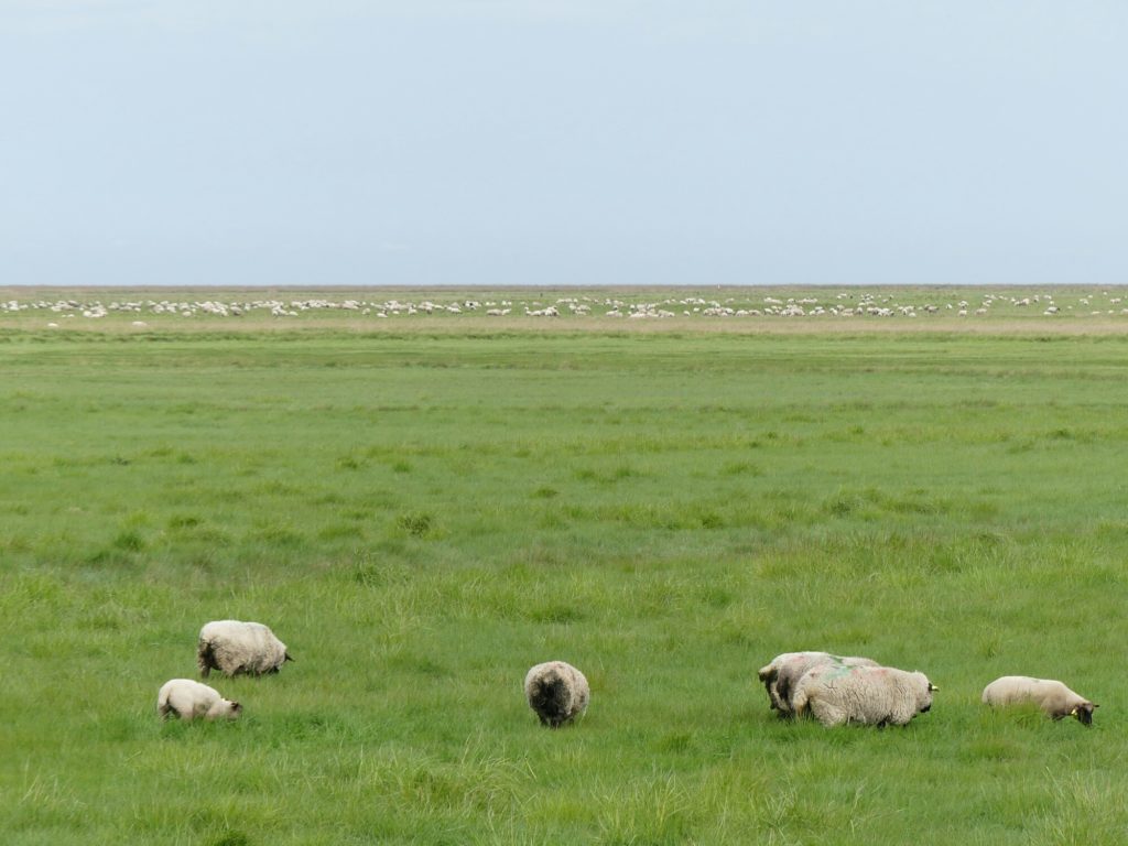Les moutons des prés-salés