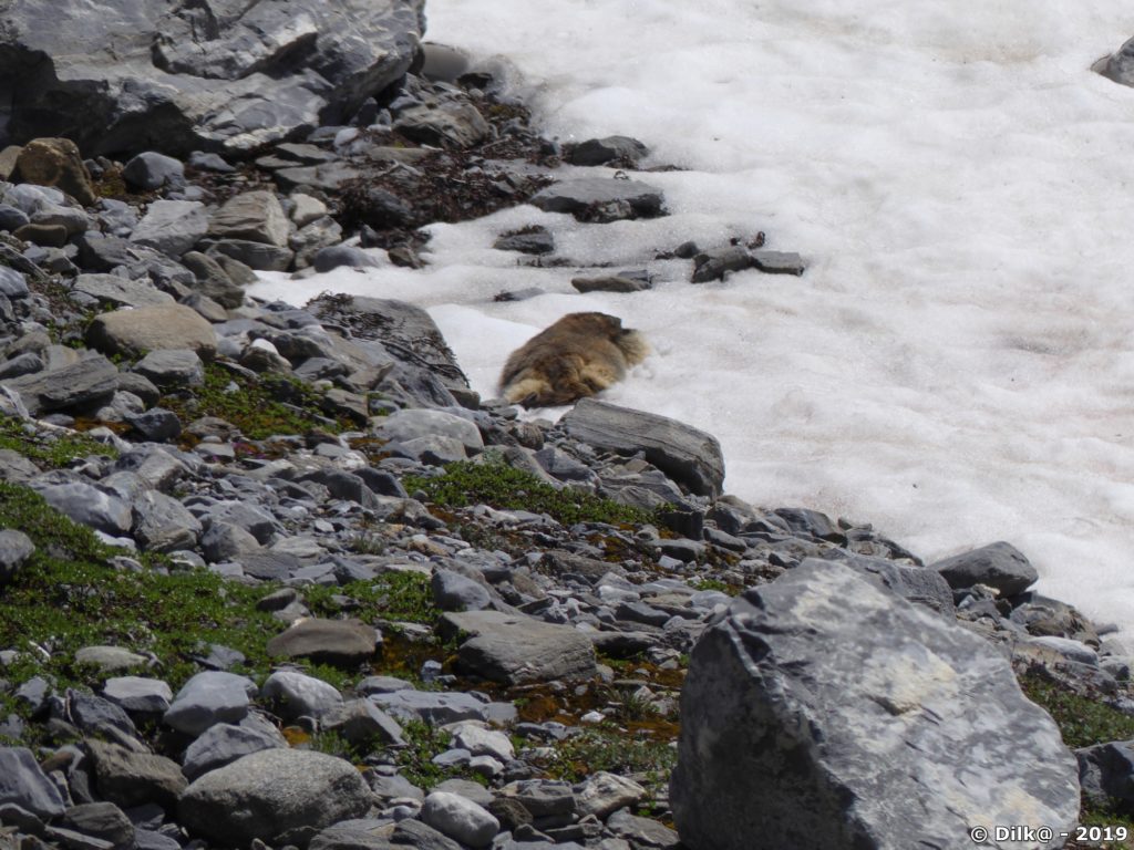 Marmotte qui prend le frais allongée dans une névé