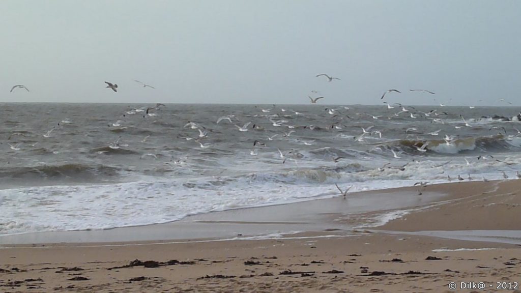 Des centaines de goélands envahissent la plage