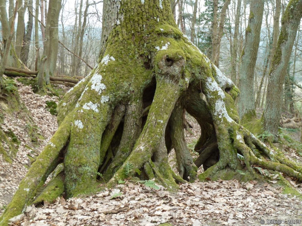 Les nombreuses racines de cet arbre font penser à un palétuvier