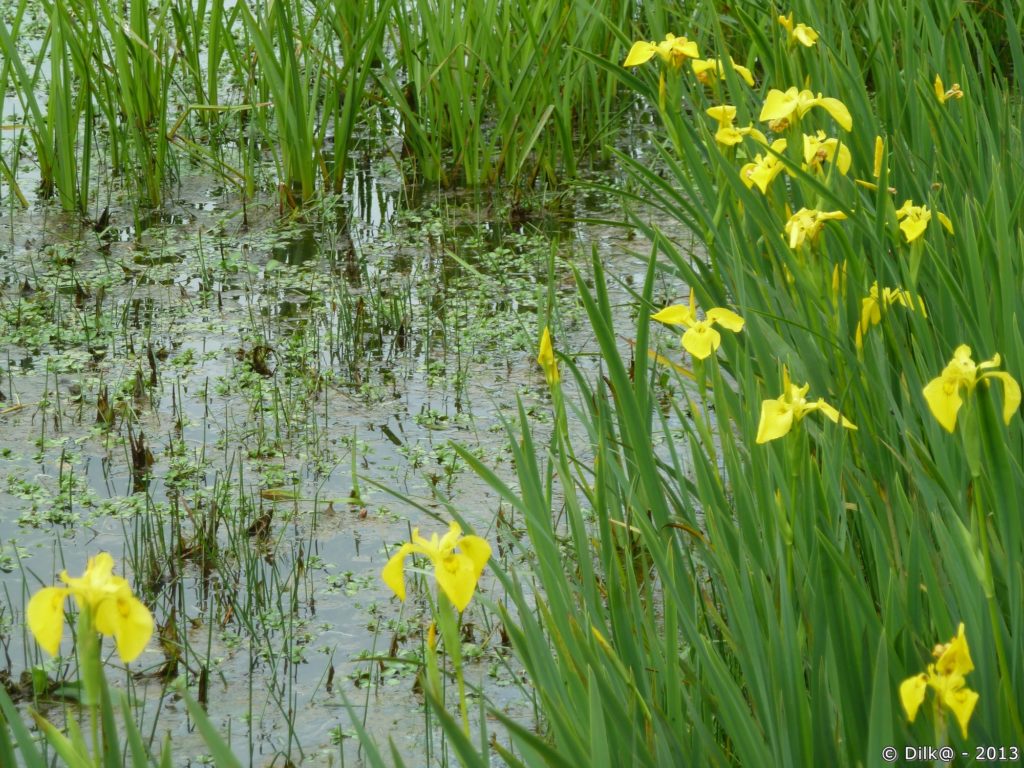 Les iris d'eau de couleur jaune