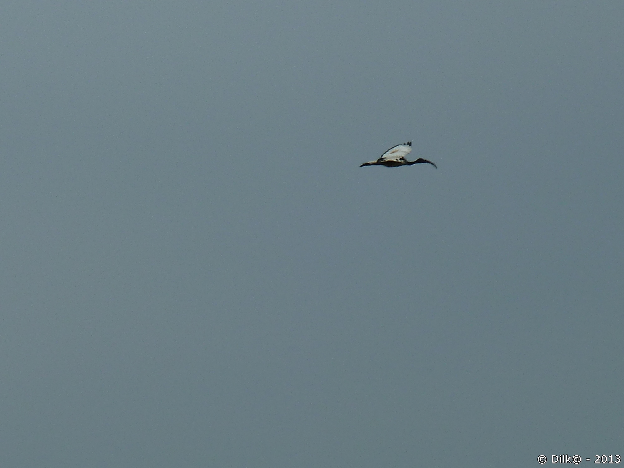 L'ibis en plein vol