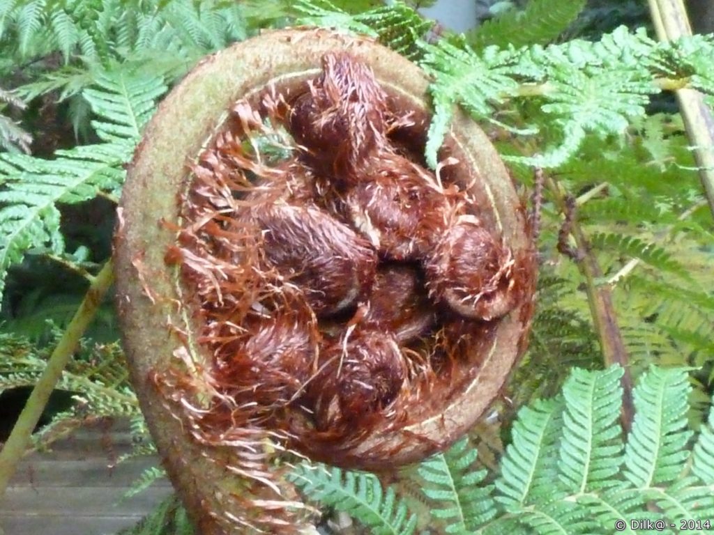 Les fougères arborescentes de Nouvelle Zélande (Dicksonia squarrosa)