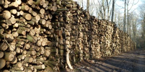 Du bois pour tout l'hiver...
