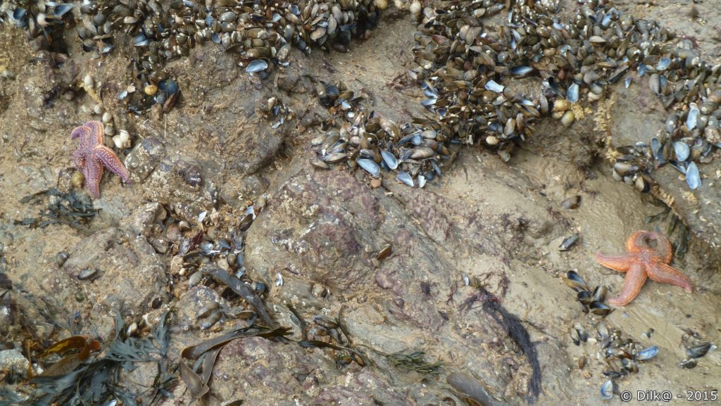 Etoiles de mer piégées par la marée
