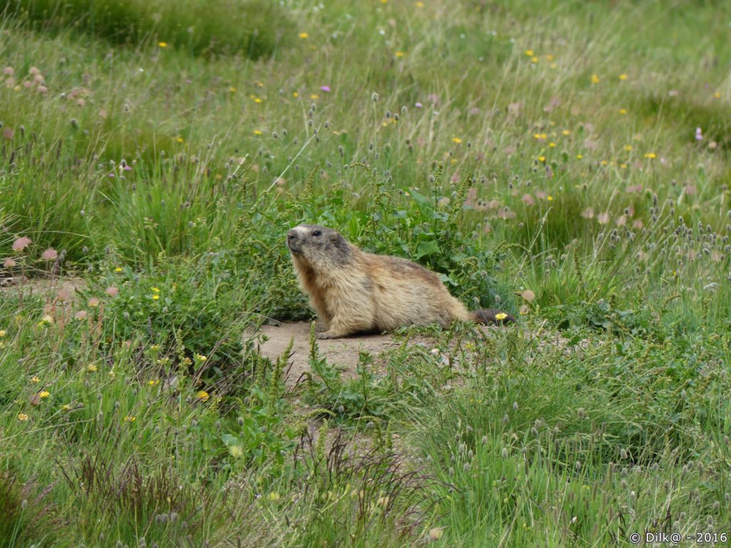 La marmotte