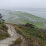 L'estran à la pointe du Grouin avec les algues vertes