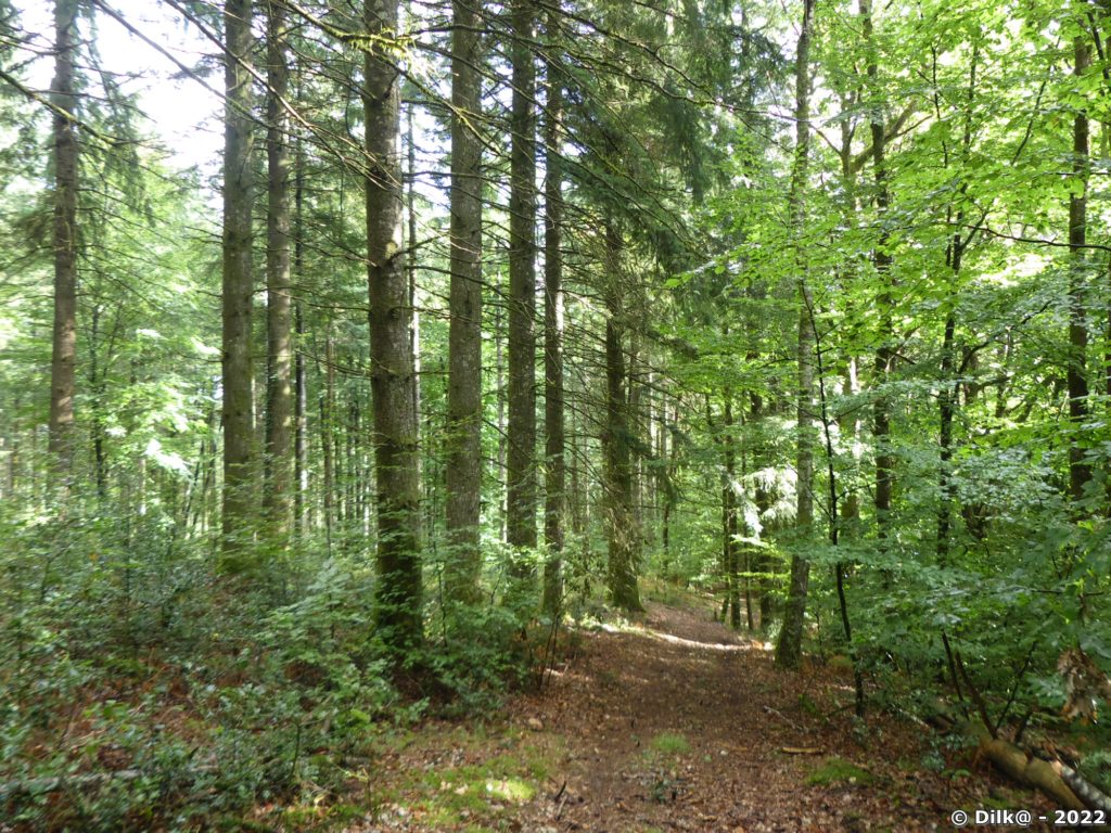 Le sentier passe au milieu de pins, de châtaigniers et de hêtres